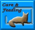 Care and feeding of Sunfox Somalis