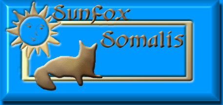 Welcome to Sunfox!