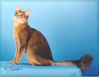 GP Pirouette's Blue Gene Kelly